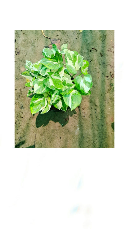 variegated money plant (Pune variety) in 6 in pot Plantncr