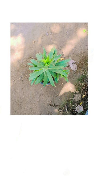Song of India plant in 6 inch pot Plantncr