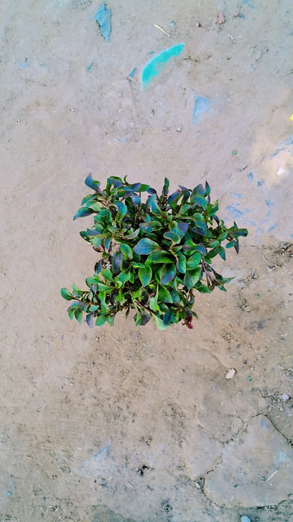 Alternanthera Red in 4 inch Nursery Bag Plantncr