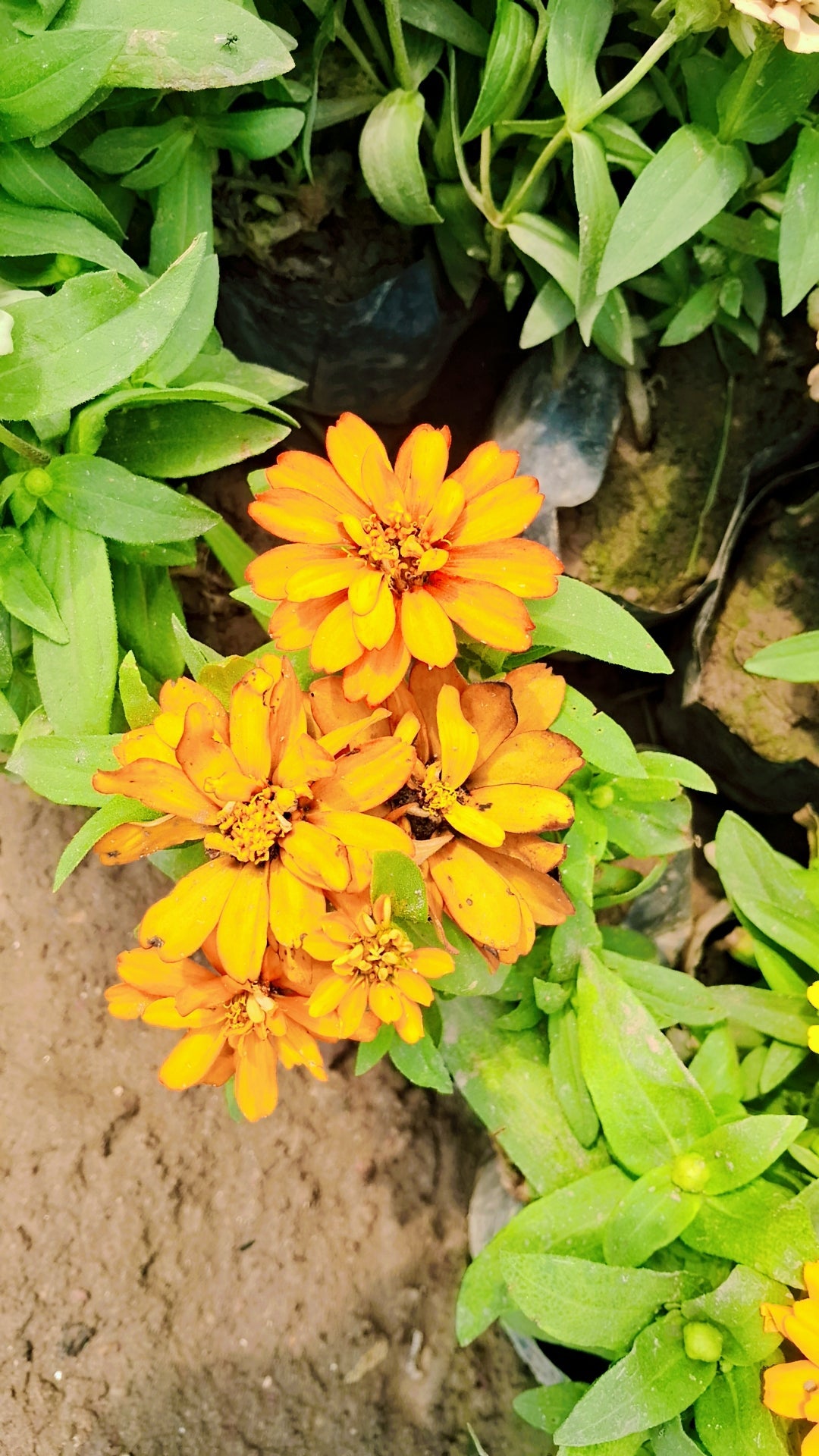Dwarf Zinnia plant (any colour) in 4 inch polybag Plantncr