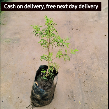 Holy Shami plant in 4 inch polybag Plantncr
