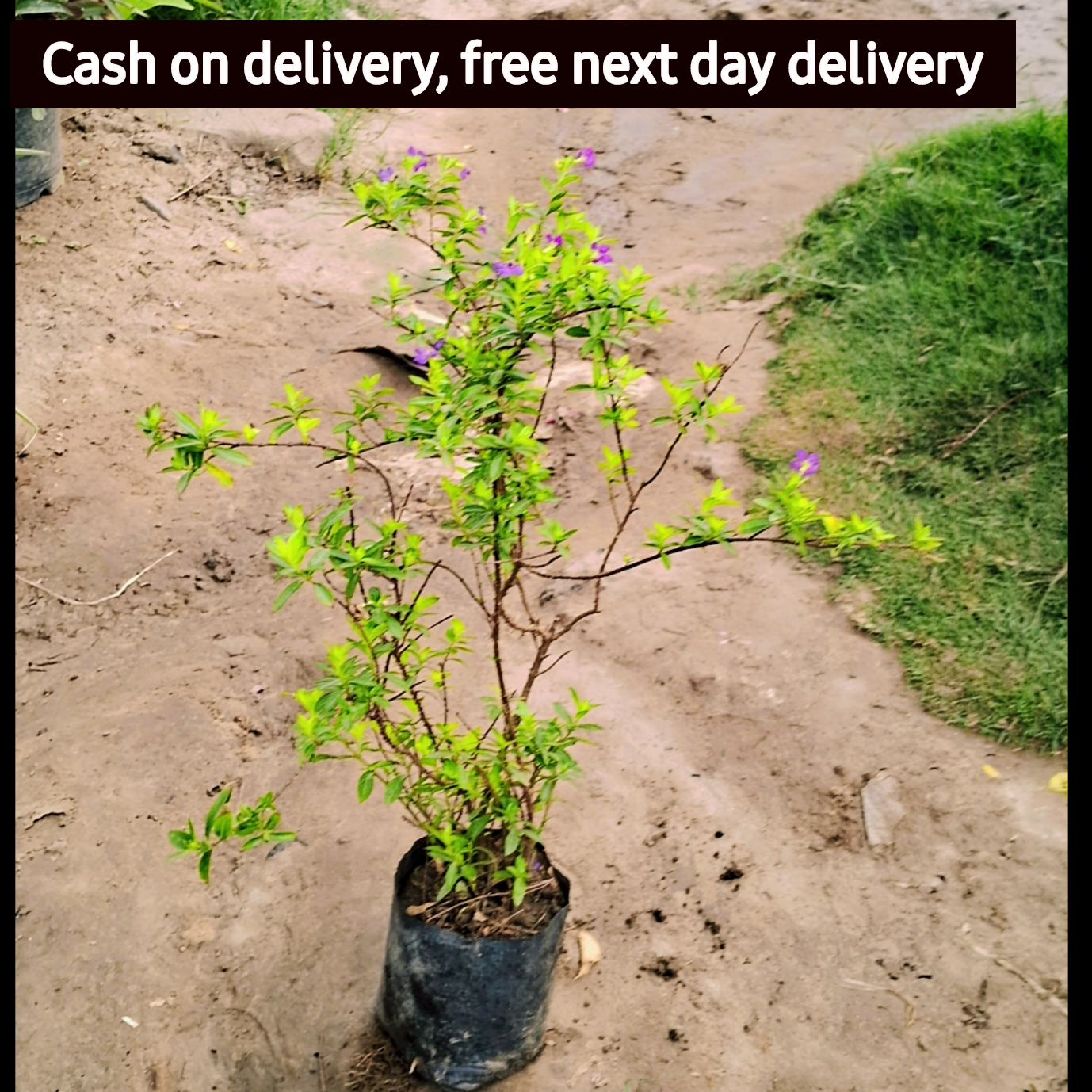Golden kufiya plant in 4 inch polybag Plantncr