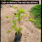 Golden kufiya plant in 4 inch polybag Plantncr