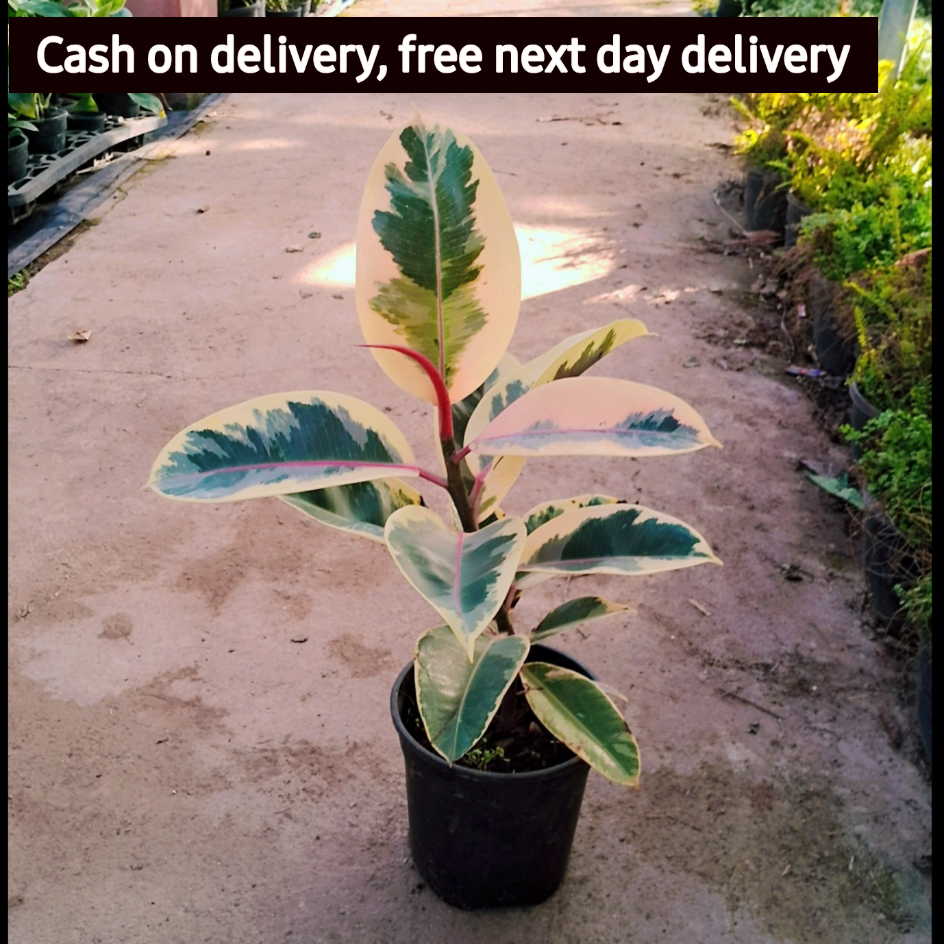 Rubber  plant (Variegated ) in 6 inch pot Plantncr