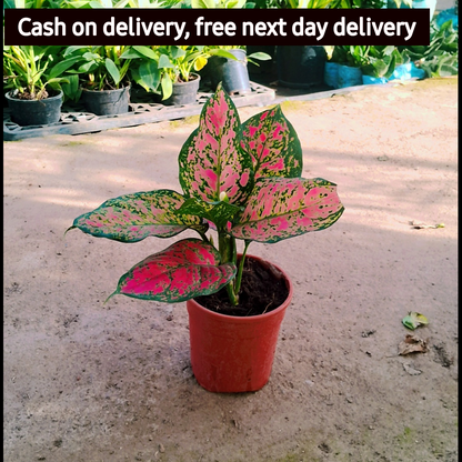 Aglaonema plant in 6 inch poybag Plantncr