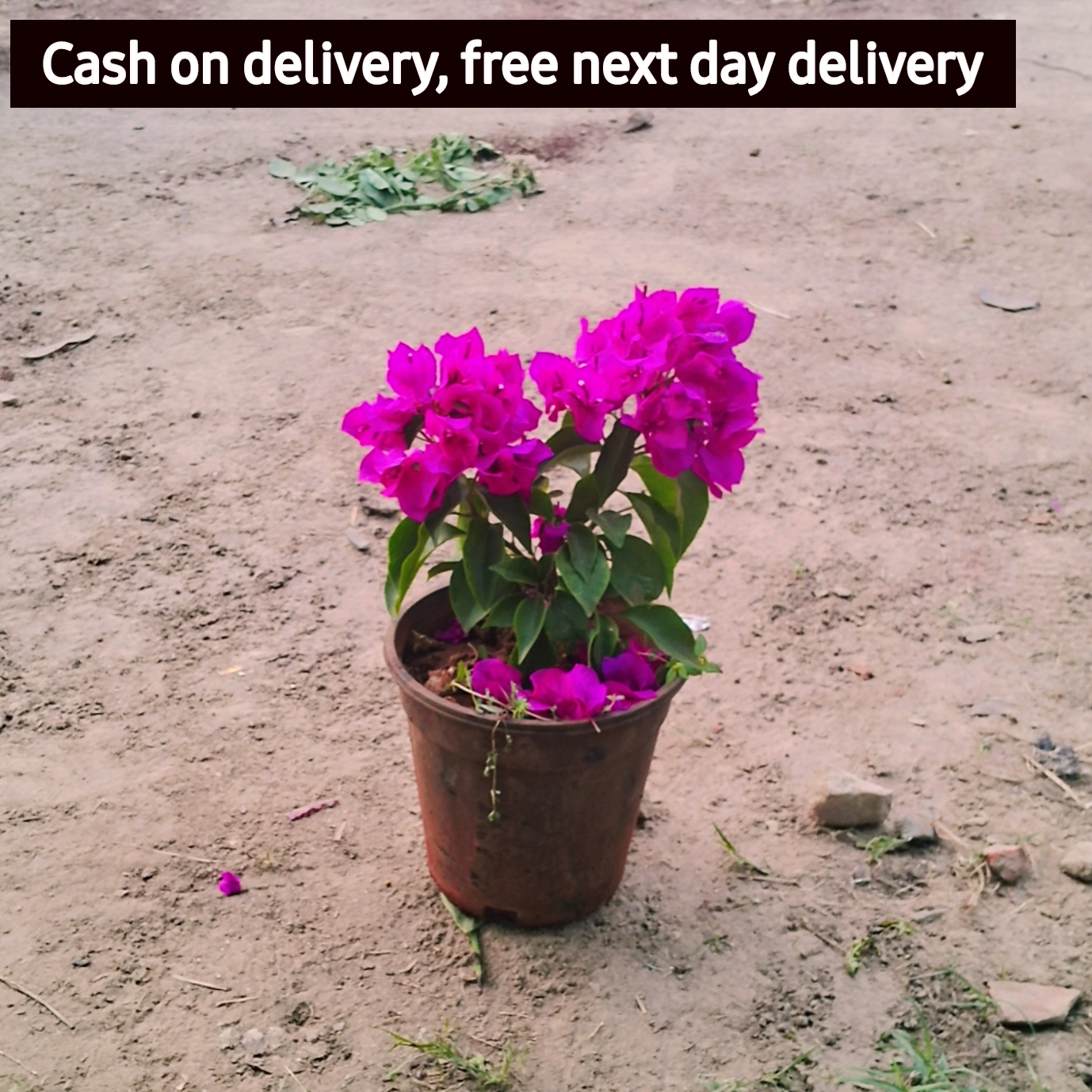 Dwarf Bougainvillea plant in 6 inch black pot Plantncr
