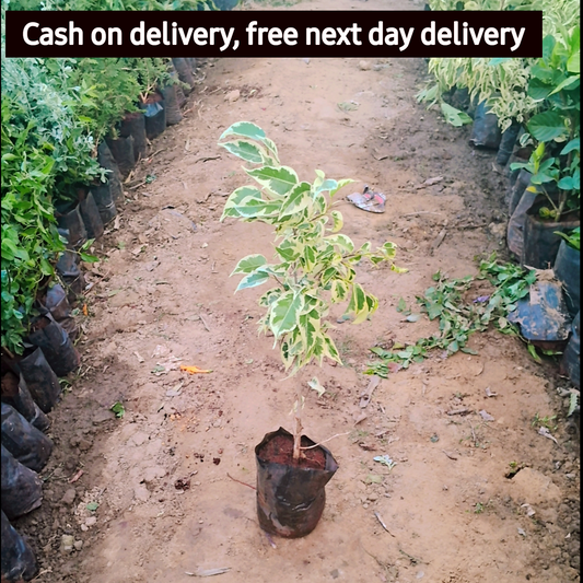 Star Light Ficus plant in 5 inch polybag Plantncr