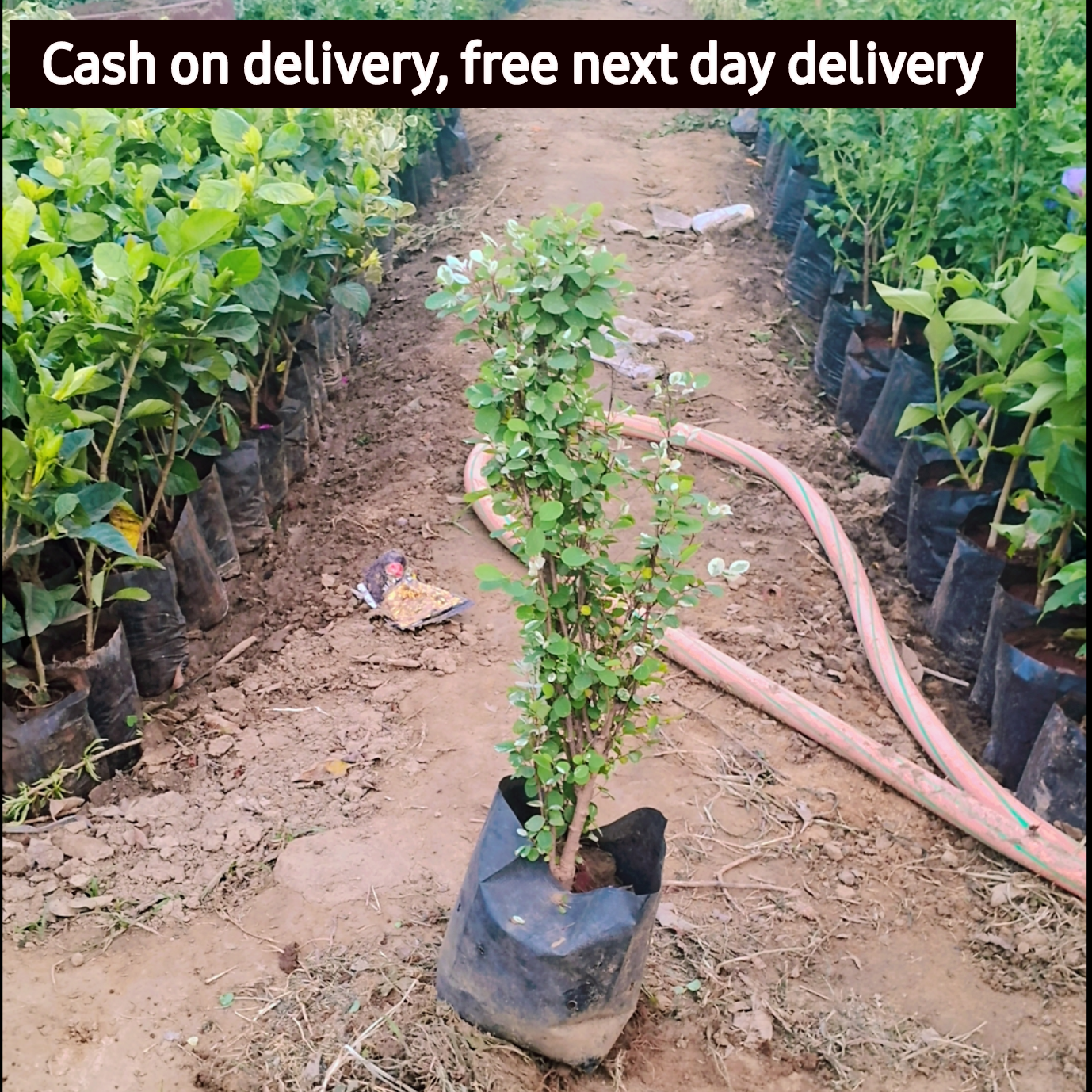 Snow Bush / Breynia plant in 5 inch polybag Plantncr