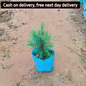Pine / Cheer plant in 4 inch nursery bag Plantncr Plantncr