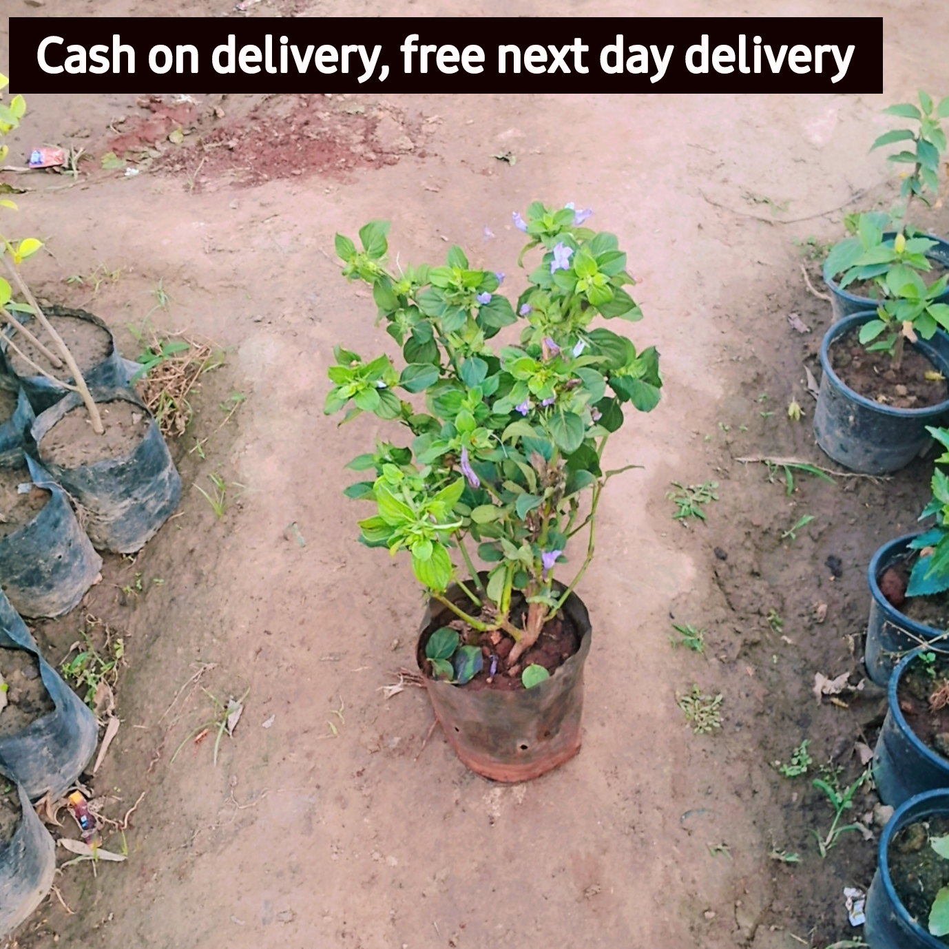 Barleria cristata - Philippine Violet, Flower Plant in 5 inch polybag Plantncr