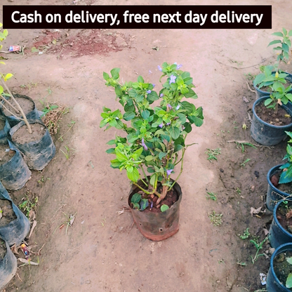 Barleria cristata - Philippine Violet, Flower Plant in 5 inch polybag Plantncr