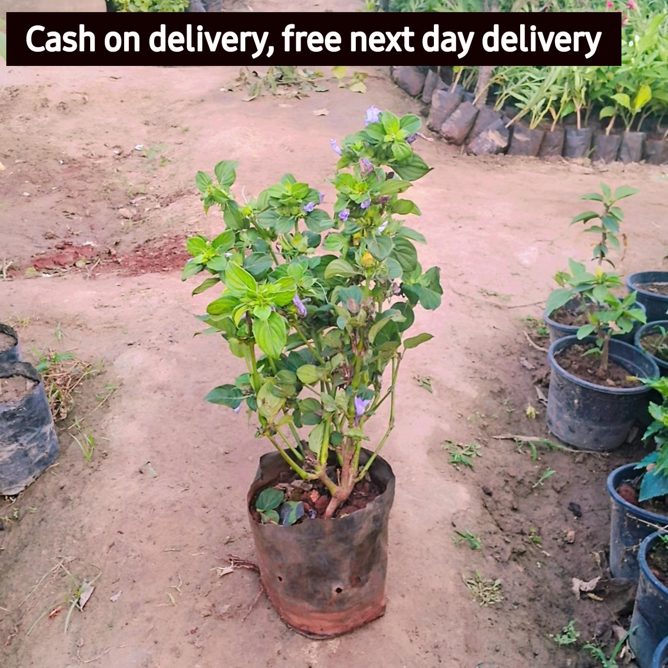 Barleria cristata - Philippine Violet, Flower Plant in 5 inch polybag Plantncr