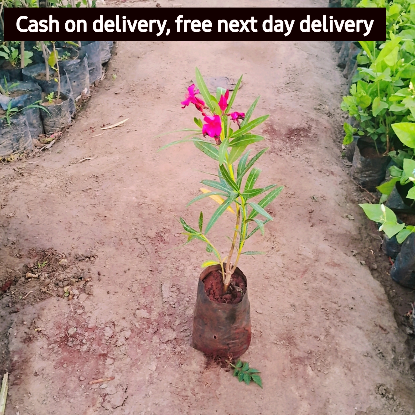 Kaner / Oleander pink flower (Pune) plant in 5 inch polybag Plantncr