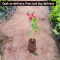 Kaner / Oleander pink flower (Pune) plant in 5 inch polybag Plantncr