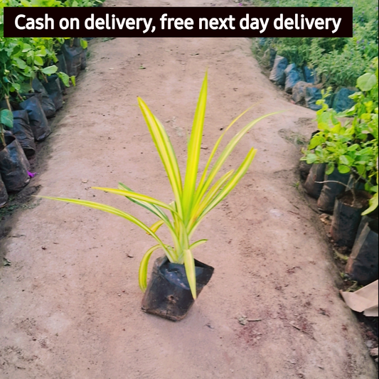 Pandanus Variegated (Golden) - Plant in 4 inch polybag Plantncr