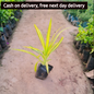 Pandanus Variegated (Golden) - Plant in 4 inch polybag Plantncr