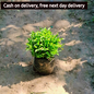 Alternanthera green in 4 inch Nursery Bag Plantncr