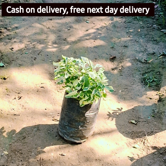 Alternanthera verigated in 4 inch Nursery Bag Plantncr
