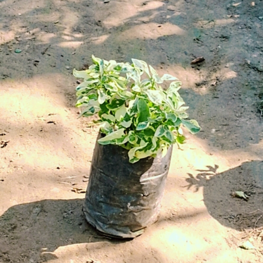 Alternanthera verigated in 4 inch polybag (Free)