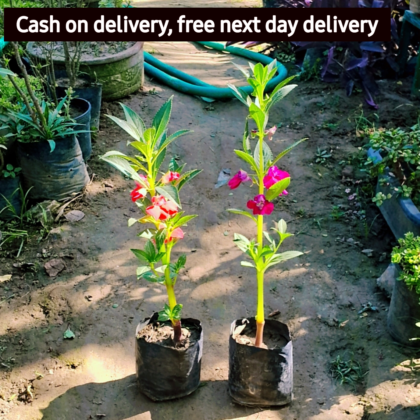 (Set of 2) Balsam seasonal flower plant in 4 inch polybag Plantncr