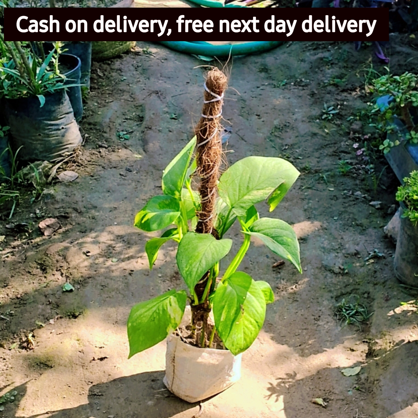 Money plant big leaf in 6 inch nursery bag Plantncr