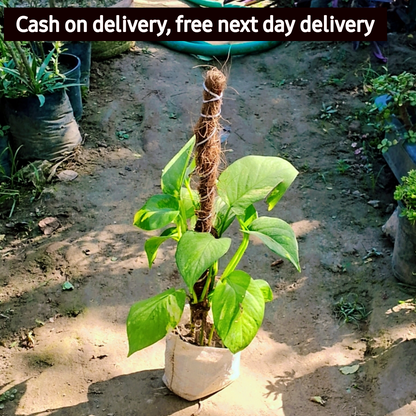 Money plant big leaf in 6 inch nursery bag Plantncr