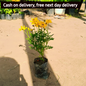 Cosmos sulphureus plant in 4 inch polybag Plantncr Plantncr