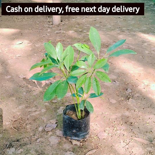 Schefflera Green plant in 4  inch Nursery Bag Plantncr