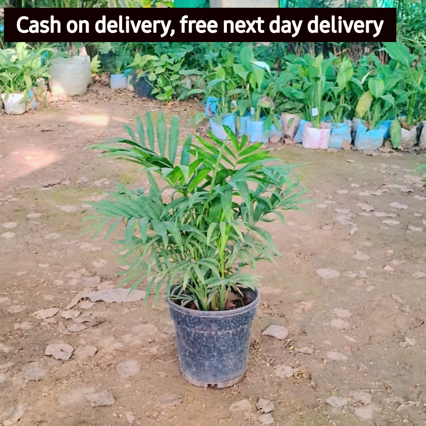 Chamaedorea Palm (Chamaedorea seifrizii) - Live Plant For Indoor (Home & Garden) Plantncr