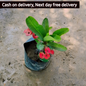 Euphorbia milli (crown of thorns) in 5 inch polybag (Copy) Plantncr