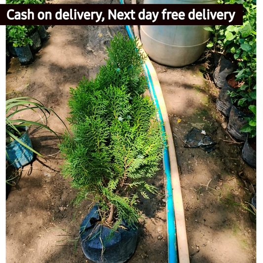 morpankhi plant in 6 inch polybag Plantncr