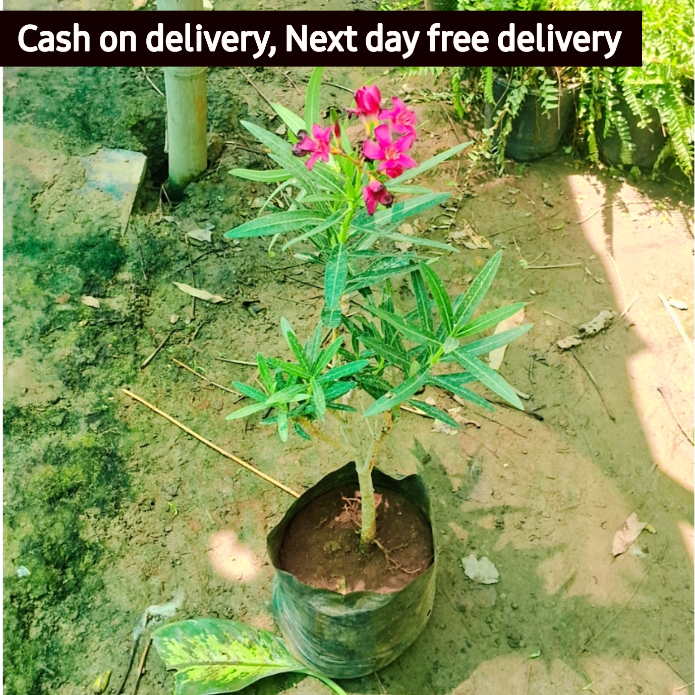 Kaner plant (Pune) in 6 inch polybag Plantncr