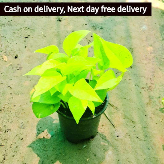 Golden money plant (Pune variety) in 6 inch pot Plantncr