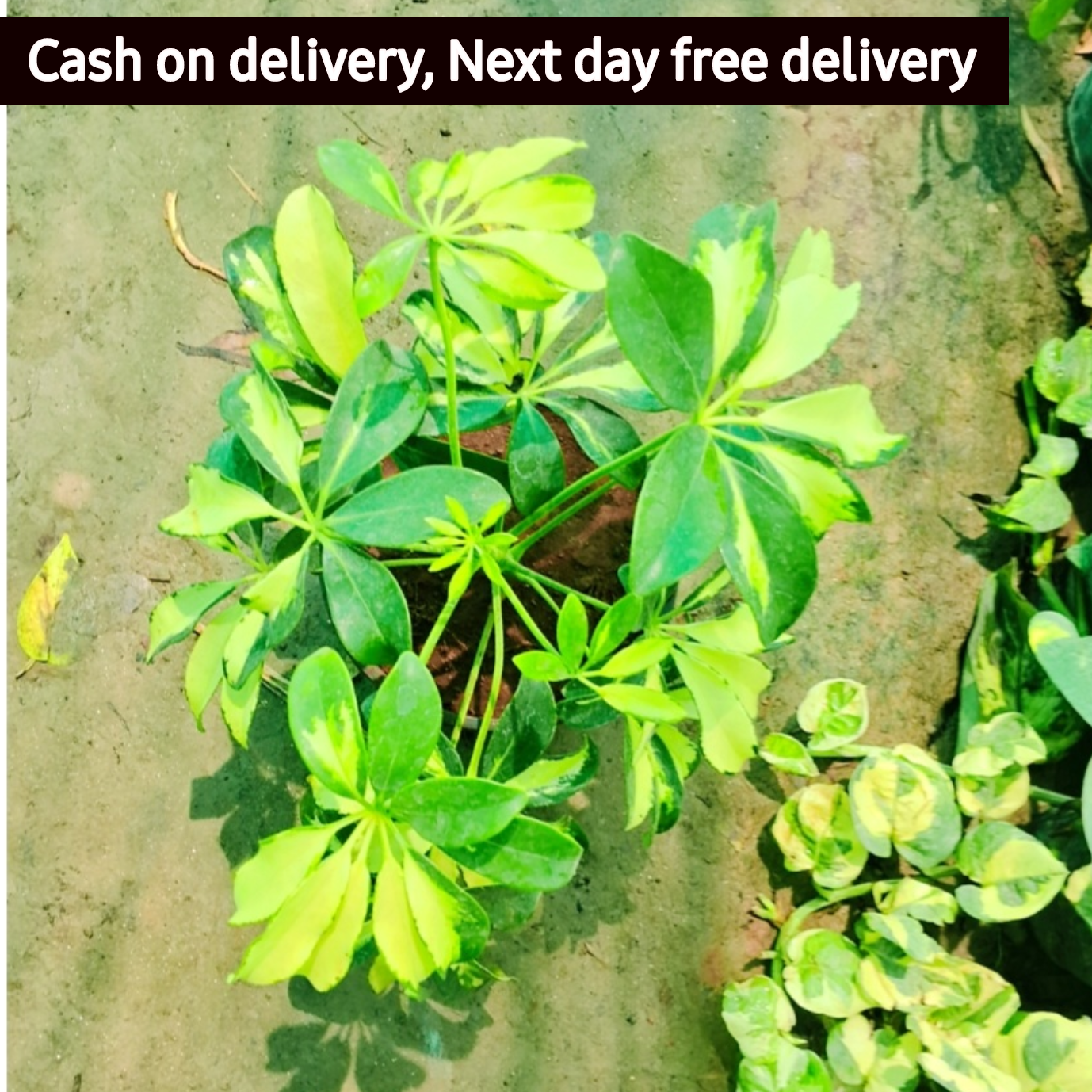Dwarf Umbrella Plant/Schflerra Plant in 5 inch nursery bag Plantncr