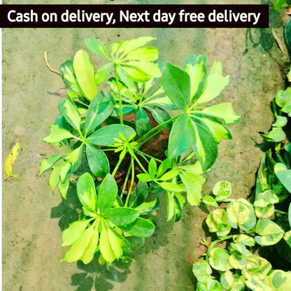 Dwarf Umbrella Plant/Schflerra Plant in 5 inch nursery bag Plantncr