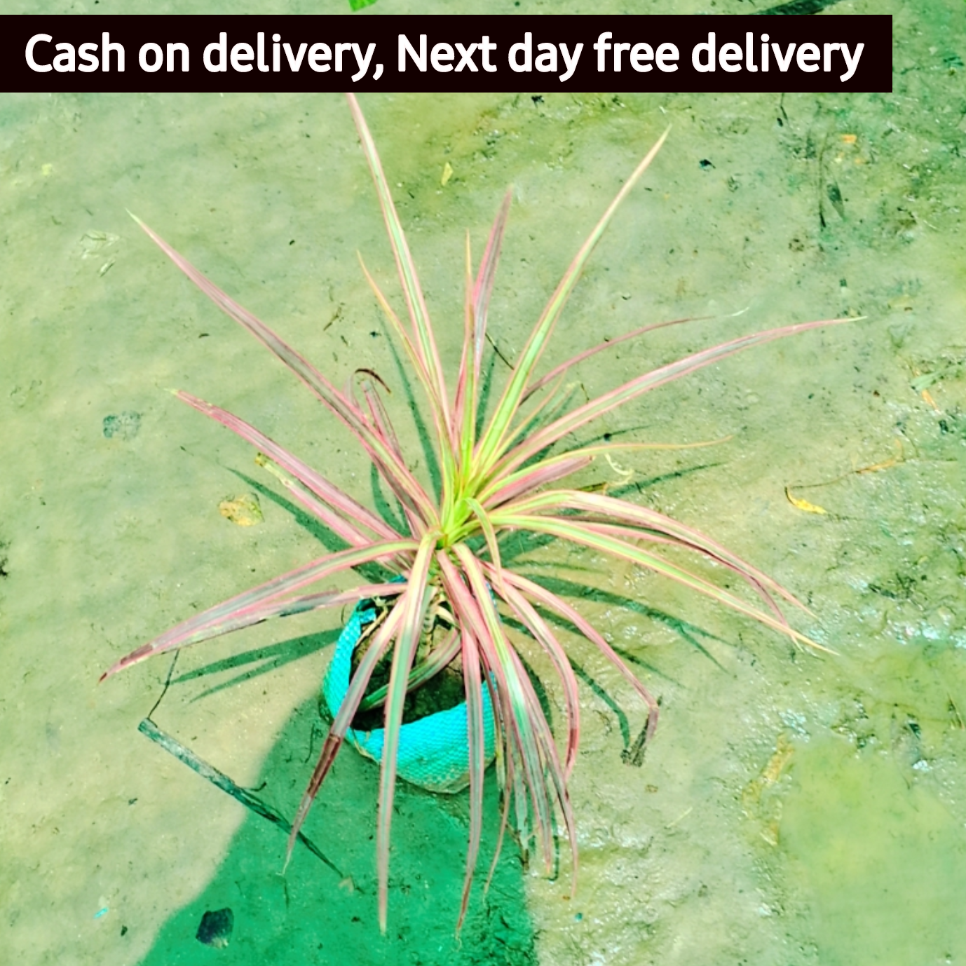 Dracaena marginata 'Colorama' plant in 4 inch nursery bag Plantncr