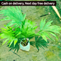 China palm in 5 inch polybag Plantncr