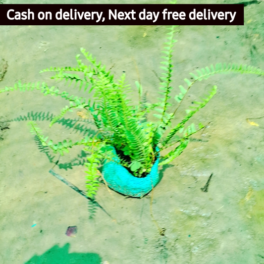 Kaner plant in 4 inch polybag (Copy) Plantncr