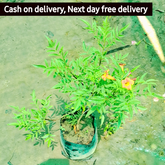 tecoma capancy plant in 5 inch polybag Plantncr