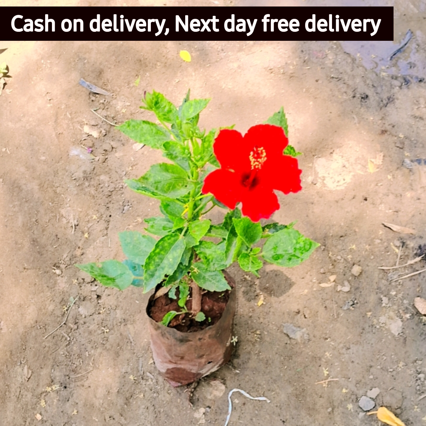 Hibiscus (Pune) plant in 5 inch polybag Plantncr