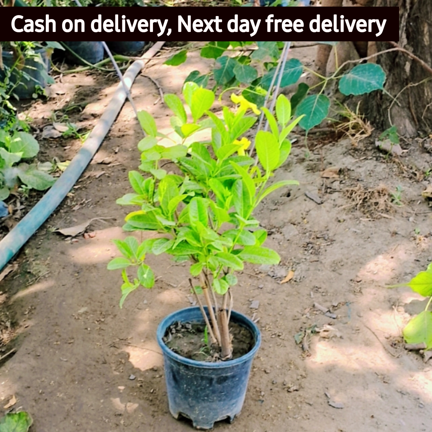 Almonda plant in 6 inch pot Plantncr