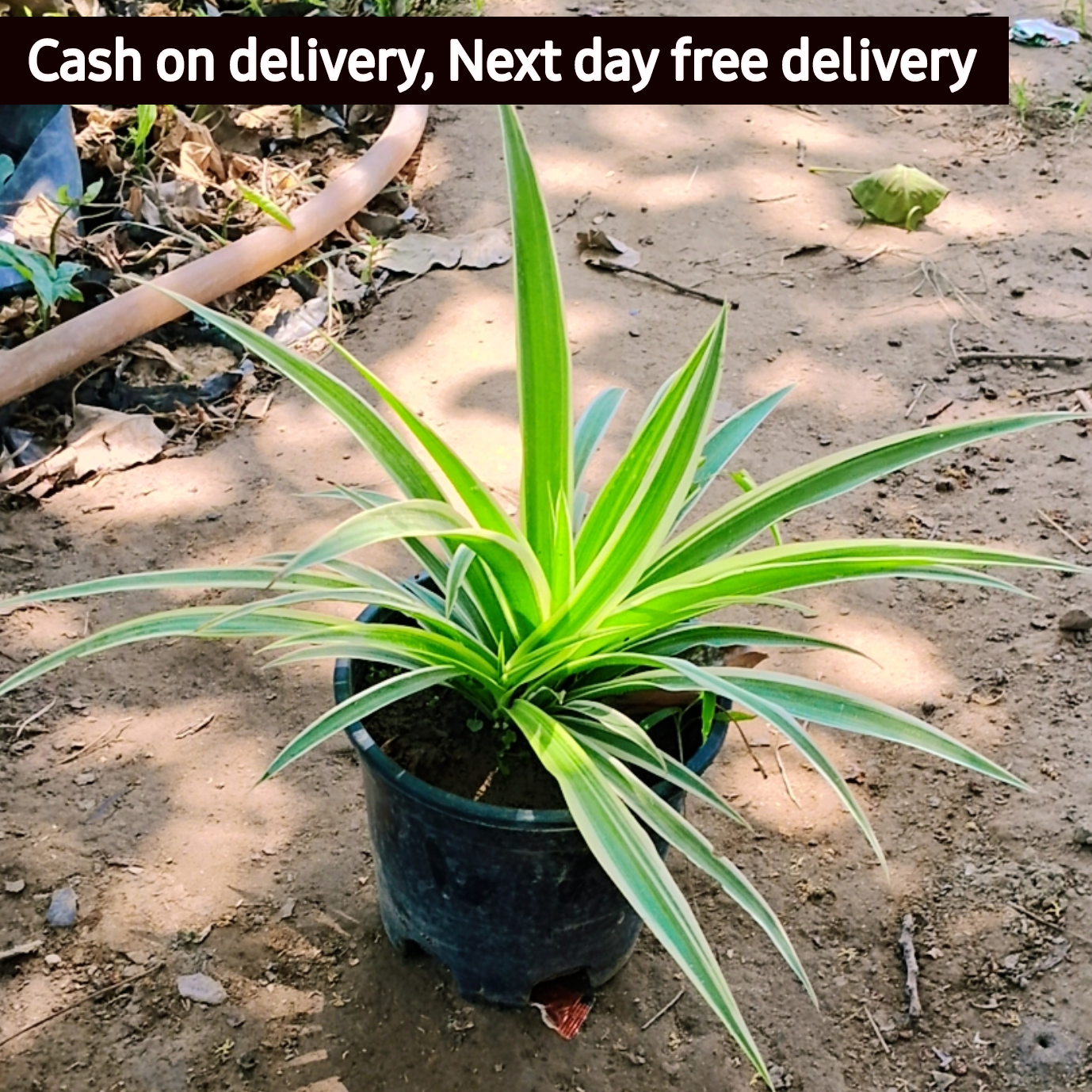 Spider plant in 6 inch pot Plantncr