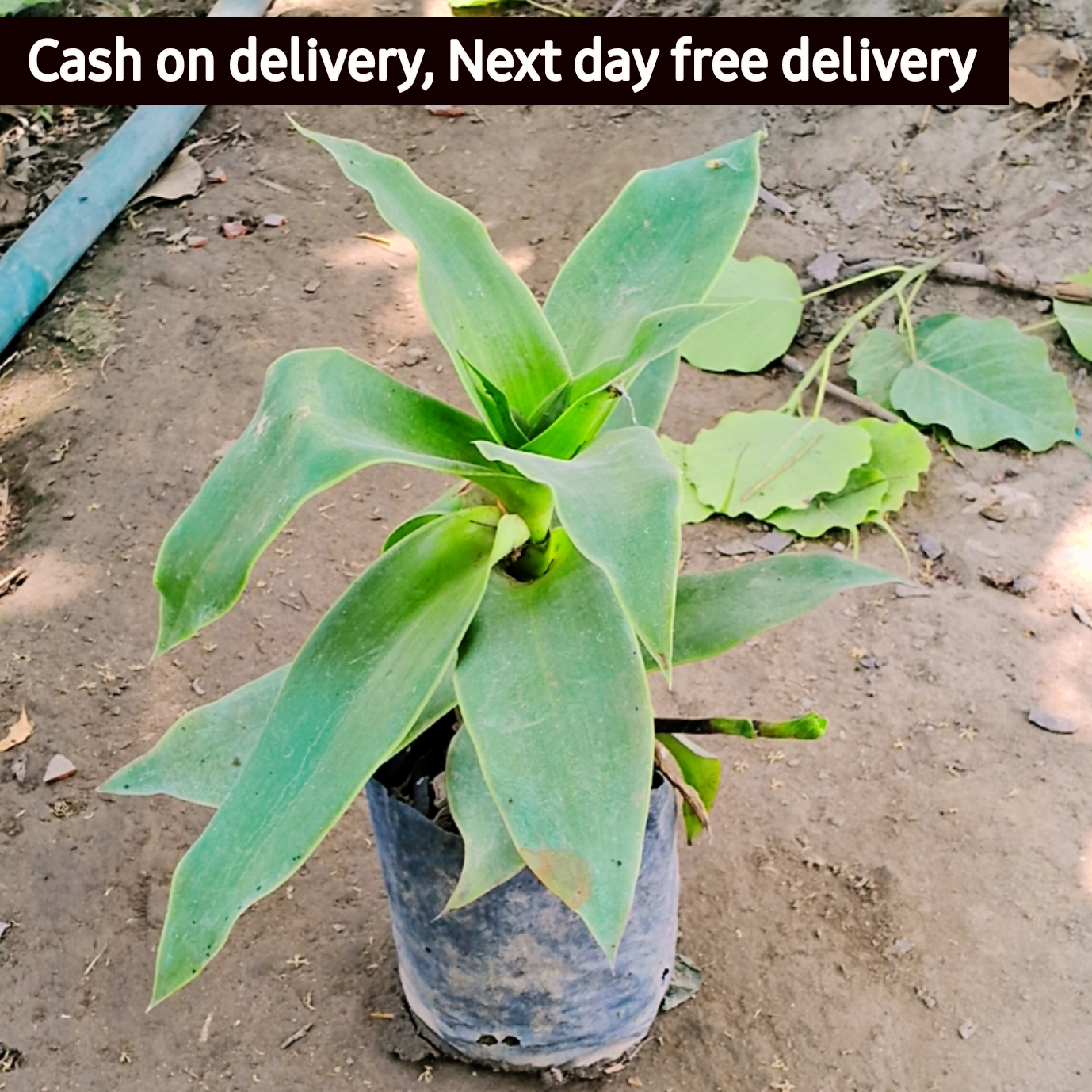 CALLISIA FRAGRANS, Basket Plant, Chain Plant in 5 inch polybag Plantncr