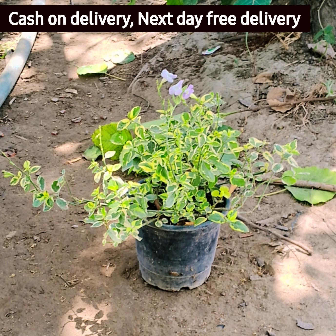 Asystasia gangetica Plant in 6 inch pot Plantncr