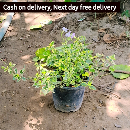 Asystasia gangetica Plant in 6 inch pot Plantncr