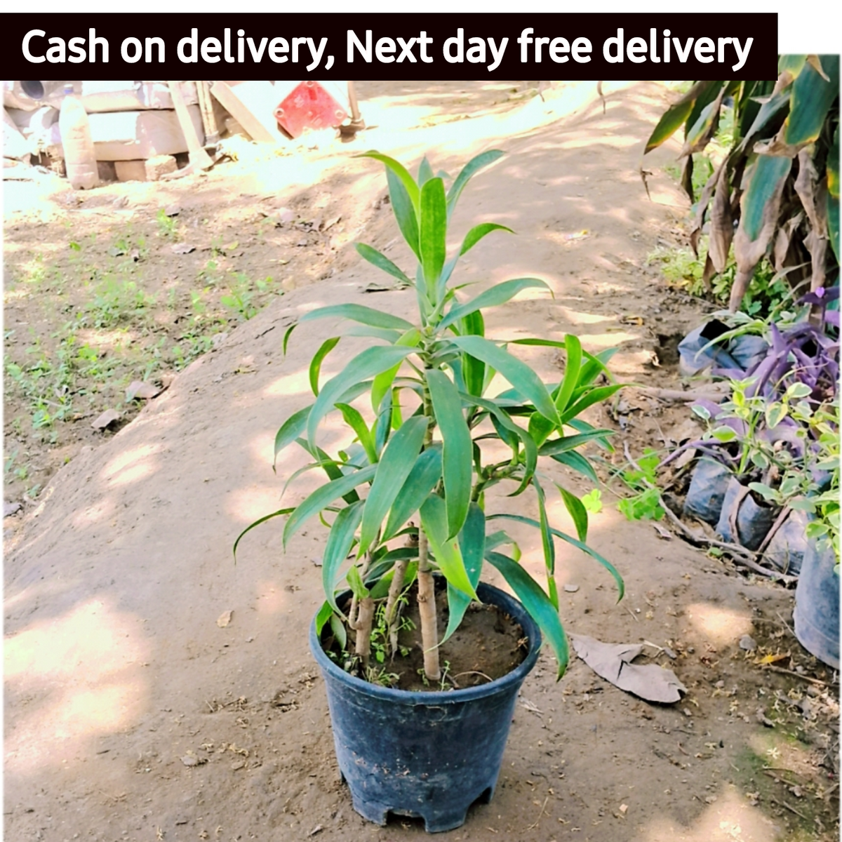 Song of India plant in 6 inch pot Plantncr