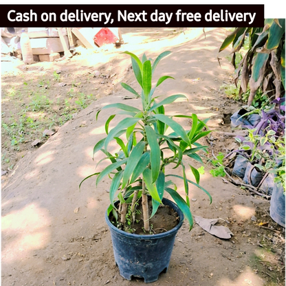 Song of India plant in 6 inch pot Plantncr