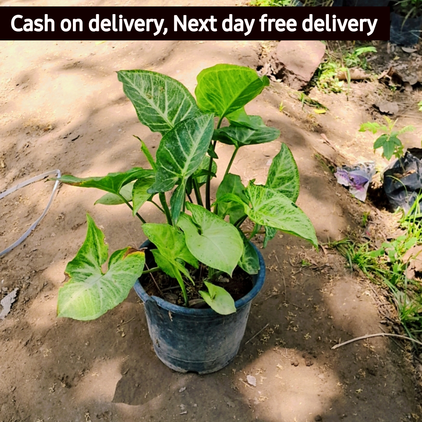 Syngonium podophyllum plant in 6 inch pot Plantncr