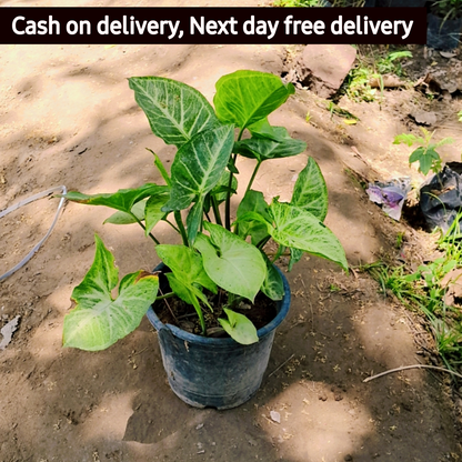 Syngonium podophyllum plant in 6 inch pot Plantncr