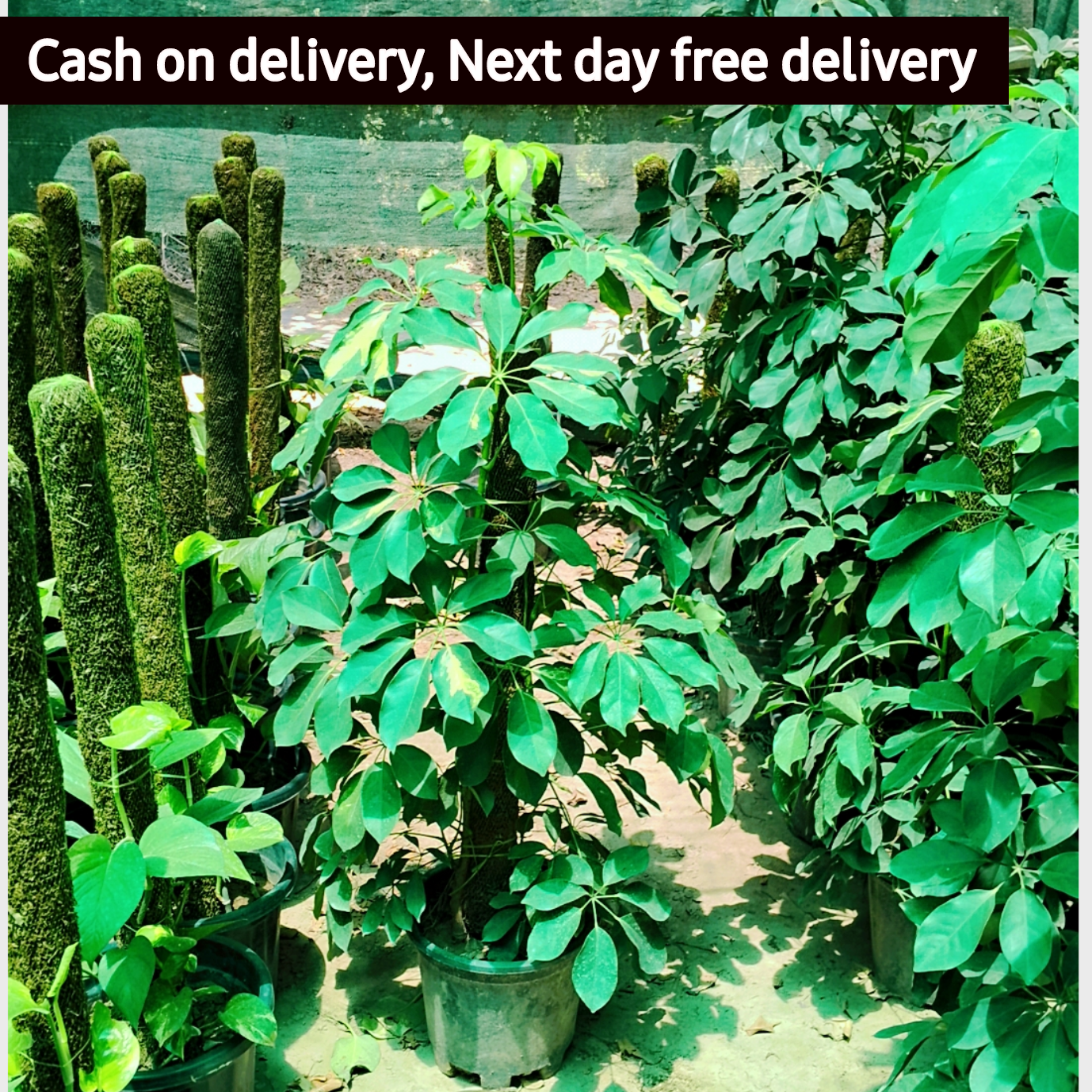 Big Umbrella Plant/Schflerra Plant with mosstick in 10 inch pot Plantncr